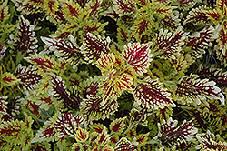 Shocker Coleus (Solenostemon scutellarioides 'Shocker') at Lakeshore Garden Centres