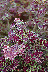 Inky Fingers Coleus (Solenostemon scutellarioides 'Inky Fingers') at Lakeshore Garden Centres