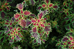 India Frills Coleus (Solenostemon scutellarioides 'India Frills') at Lakeshore Garden Centres