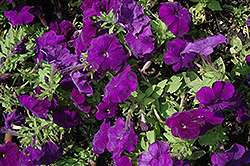 Espresso Mid Blue Petunia (Petunia 'Espresso Mid Blue') at Lakeshore Garden Centres