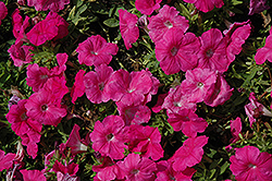 Espresso Rose Petunia (Petunia 'Espresso Rose') at Lakeshore Garden Centres
