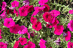 Espresso Ruby Petunia (Petunia 'Espresso Ruby') at Lakeshore Garden Centres