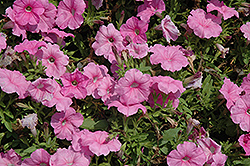 Espresso Sweet Pink Petunia (Petunia 'Espresso Sweet Pink') at Lakeshore Garden Centres