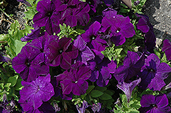 Pretty Grand Midnight Petunia (Petunia 'Pretty Grand Midnight') at Lakeshore Garden Centres
