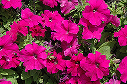 Pretty Grand Purple Petunia (Petunia 'Pretty Grand Purple') at Lakeshore Garden Centres