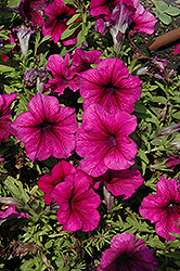 Limbo Plum Petunia (Petunia 'Limbo Plum') at Lakeshore Garden Centres