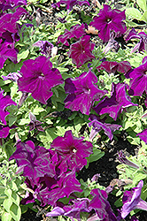 Espresso Grande Blue Petunia (Petunia 'Espresso Grande Blue') at Lakeshore Garden Centres