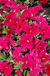 Espresso Grande Deep Rose Petunia (Petunia 'Espresso Grande Deep Rose') at Lakeshore Garden Centres
