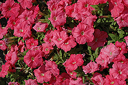 Pretty Flora Coral Petunia (Petunia 'Pretty Flora Coral') at Lakeshore Garden Centres