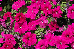 Espresso Grande Purple Petunia (Petunia 'Espresso Grande Purple') at Lakeshore Garden Centres