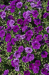 Trilogy Blue Petunia (Petunia 'Trilogy Blue') at Lakeshore Garden Centres