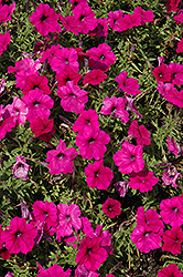 Trilogy Purple Petunia (Petunia 'Trilogy Purple') at Lakeshore Garden Centres