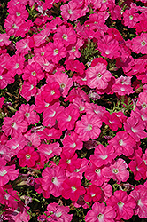 Trilogy Rose Petunia (Petunia 'Trilogy Rose') at Lakeshore Garden Centres