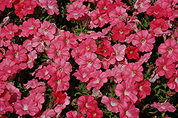 Trilogy Salmon Petunia (Petunia 'Trilogy Salmon') at Lakeshore Garden Centres