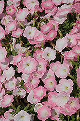 Trilogy Salmon Morn Petunia (Petunia 'Trilogy Salmon Morn') at Lakeshore Garden Centres