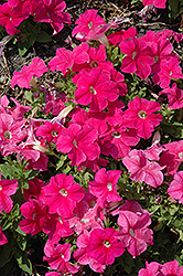 Pretty Grand Deep Pink Petunia (Petunia 'Pretty Grand Deep Pink') at Lakeshore Garden Centres