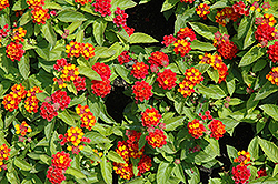 Little Lucky Red Lantana (Lantana camara 'Little Lucky Red') at Lakeshore Garden Centres