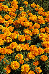 Taishan Orange Marigold (Tagetes erecta 'Taishan Orange') at A Very Successful Garden Center