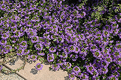 Blue Fan Fan Flower (Scaevola aemula 'Blue Fan') at Lakeshore Garden Centres