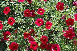 Celebration Extreme Red Calibrachoa (Calibrachoa 'Celebration Extreme Red') at Lakeshore Garden Centres