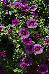 Million Bells Bouquet Amethyst Calibrachoa (Calibrachoa 'Million Bells Bouquet Amethyst') at Lakeshore Garden Centres