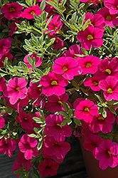 Million Bells Bouquet Brilliant Pink Calibrachoa (Calibrachoa 'Million Bells Bouquet Brilliant Pink') at Lakeshore Garden Centres