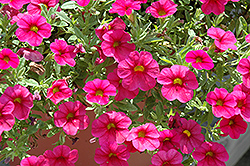 Million Bells Bouquet Cherry Red Calibrachoa (Calibrachoa 'Million Bells Bouquet Cherry Red') at Lakeshore Garden Centres
