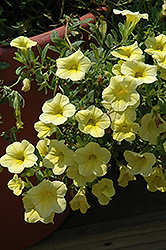 Million Bells Bouquet Cream Calibrachoa (Calibrachoa 'Million Bells Bouquet Cream') at Lakeshore Garden Centres