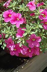 Million Bells Bouquet Pink Calibrachoa (Calibrachoa 'Million Bells Bouquet Pink') at Lakeshore Garden Centres