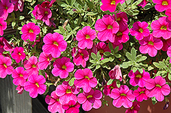 Million Bells Bouquet Brilliant Red Calibrachoa (Calibrachoa 'Million Bells Bouquet Brilliant Red') at Lakeshore Garden Centres