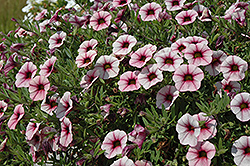 MiniFamous iGeneration Rose Vein Calibrachoa (Calibrachoa 'MiniFamous iGeneration Rose Vein') at Lakeshore Garden Centres