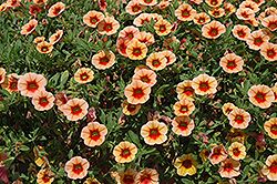 MiniFamous iGeneration Apricot Red Eye Calibrachoa (Calibrachoa 'MiniFamous iGeneration Apricot Red Eye') at Lakeshore Garden Centres