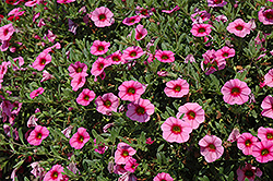 MiniFamous iGeneration Dark Pink Eye Calibrachoa (Calibrachoa 'MiniFamous iGeneration Dark Pink Eye') at Lakeshore Garden Centres