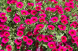 MiniFamous iGeneration Electric Purple Calibrachoa (Calibrachoa 'MiniFamous iGeneration Electric Purple') at Lakeshore Garden Centres