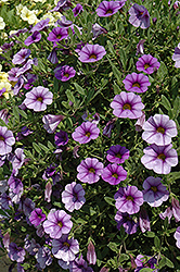 MiniFamous iGeneration Lavender Blue Calibrachoa (Calibrachoa 'MiniFamous iGeneration Lavender Blue') at Lakeshore Garden Centres