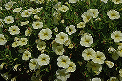 MiniFamous iGeneration Lemon Calibrachoa (Calibrachoa 'MiniFamous iGeneration Lemon') at Lakeshore Garden Centres