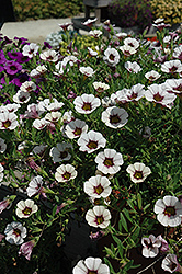 MiniFamous iGeneration Purple Sand Calibrachoa (Calibrachoa 'MiniFamous iGeneration Purple Sand') at Lakeshore Garden Centres