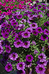 MiniFamous Royal Blue Calibrachoa (Calibrachoa 'MiniFamous Royal Blue') at Lakeshore Garden Centres