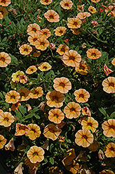MiniFamous iGeneration Tangerine Calibrachoa (Calibrachoa 'MiniFamous iGeneration Tangerine') at Lakeshore Garden Centres