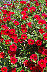 MiniFamous iGeneration Vampire Calibrachoa (Calibrachoa 'MiniFamous iGeneration Vampire') at Lakeshore Garden Centres