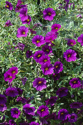 Celebration Dark Blue Calibrachoa (Calibrachoa 'Celebration Dark Blue') at Lakeshore Garden Centres