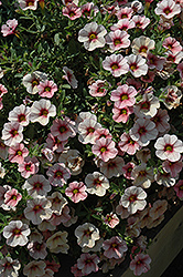 Celebration Mozart Calibrachoa (Calibrachoa 'Wescamoz') at Lakeshore Garden Centres
