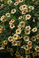 Celebration Peach Cobbler Calibrachoa (Calibrachoa 'Celebration Peach Cobbler') at Lakeshore Garden Centres