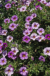 Celebration Sky Blue Calibrachoa (Calibrachoa 'Celebration Sky Blue') at Lakeshore Garden Centres