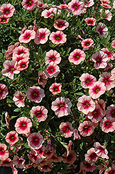 Celebration Trailing Illusion Calibrachoa (Calibrachoa 'Celebration Trailing Illusion') at Lakeshore Garden Centres
