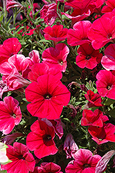 Hells Glow Petunia (Petunia 'Hells Glow') at Lakeshore Garden Centres