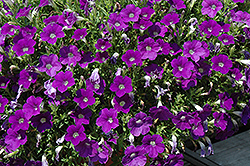 Surfinia Bouquet Denim Petunia (Petunia 'Surfinia Bouquet Denim') at Lakeshore Garden Centres