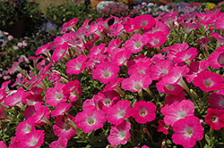 Surfinia Bouquet Hot Pink Petunia (Petunia 'Surfinia Bouquet Hot Pink') at Lakeshore Garden Centres