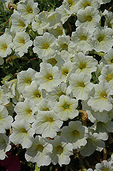 Surfinia Bouquet Lemon Petunia (Petunia 'Surfinia Bouquet Lemon') at Lakeshore Garden Centres