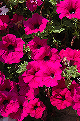 Surfinia Brilliant Pink Petunia (Petunia 'Surfinia Brilliant Pink') at Lakeshore Garden Centres